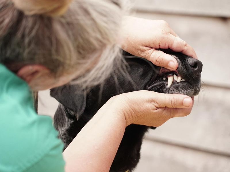 vet checking labrador teeth outside 