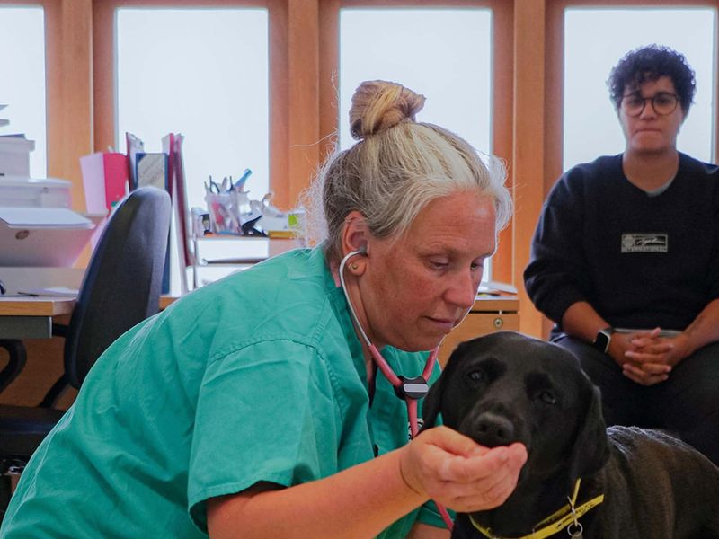 vet giving labrador treat near mouth whilst examining