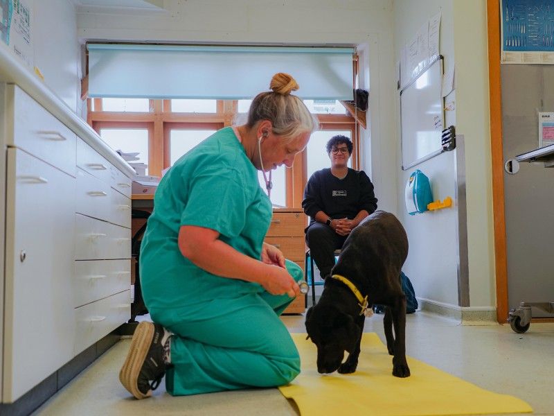 vet health checking labrador on floor 3