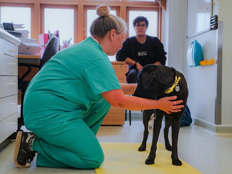 vet checking labrador on floor 