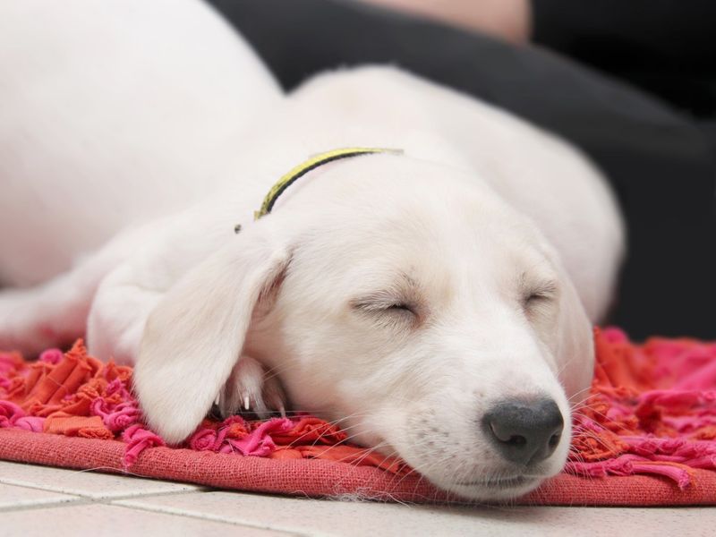 lurcher cross puppy called vixen at rc leeds 