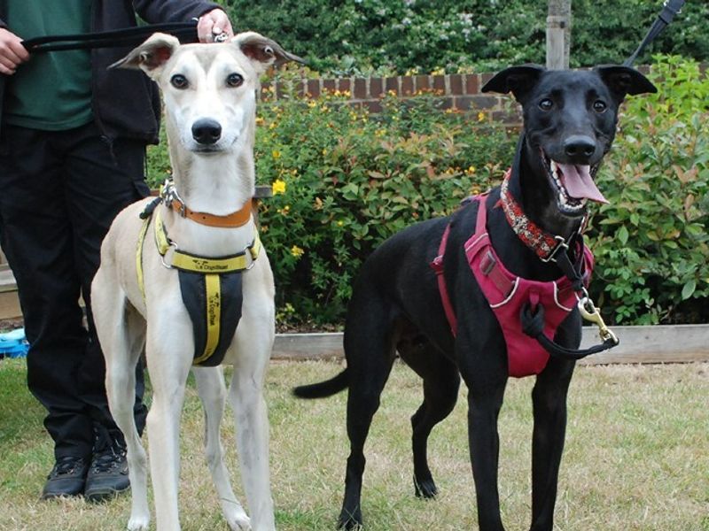 Two Lurchers standing with Canine Carers at Dogs Trust Newbury