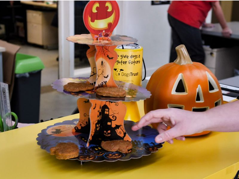 Halloween treats at Dogs Trust rehoming centre