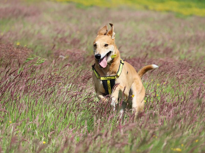 Jake the Crossbreed running in a meadow