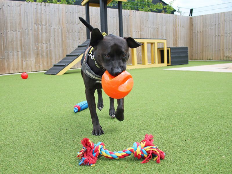 Dog enjoying toys from Pets At Home