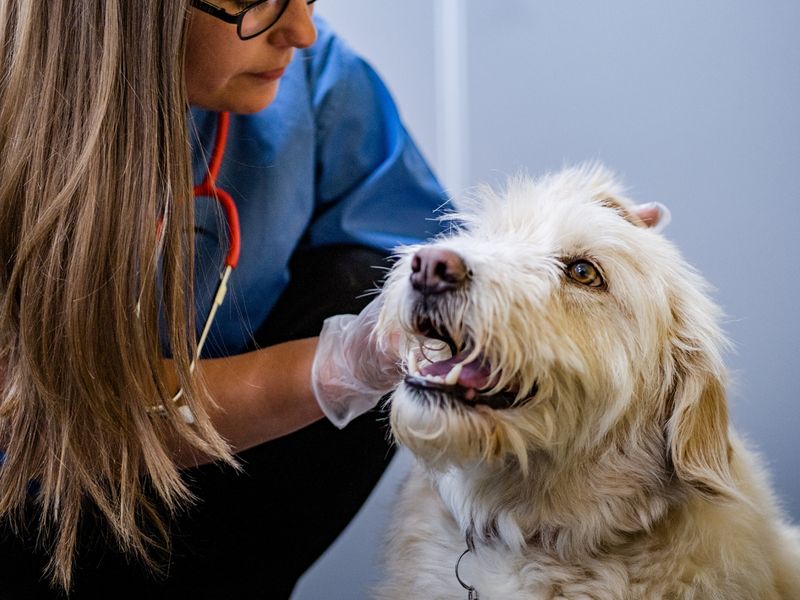 Snowy the dog getting a vet check-up