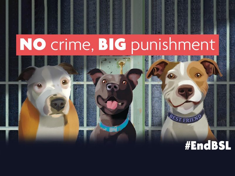 graphic showing three of type banned dogs
