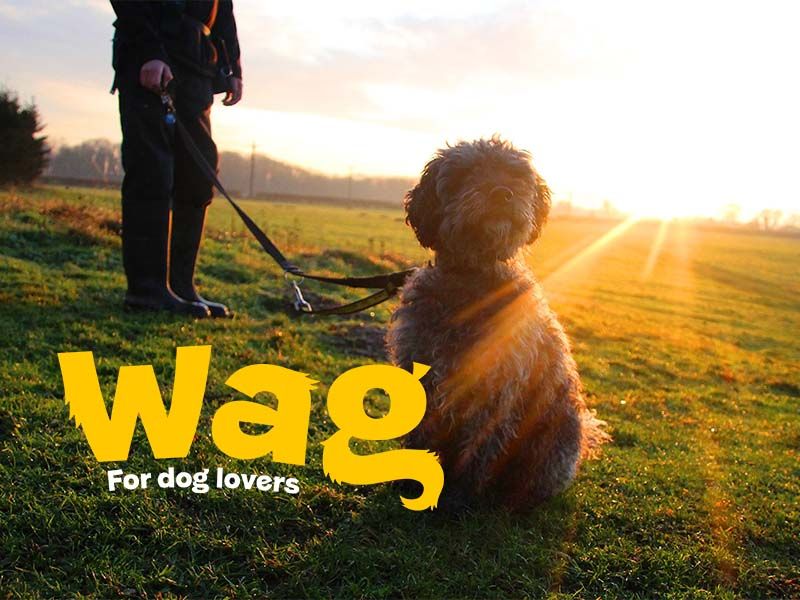 wag website header 