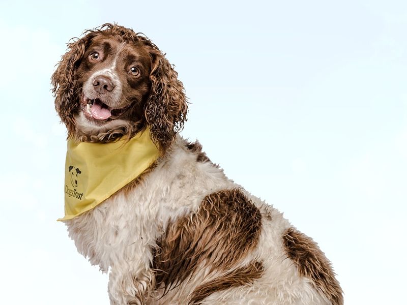 Sponsor A Dog As A Gift - Sponsor Dog Boris