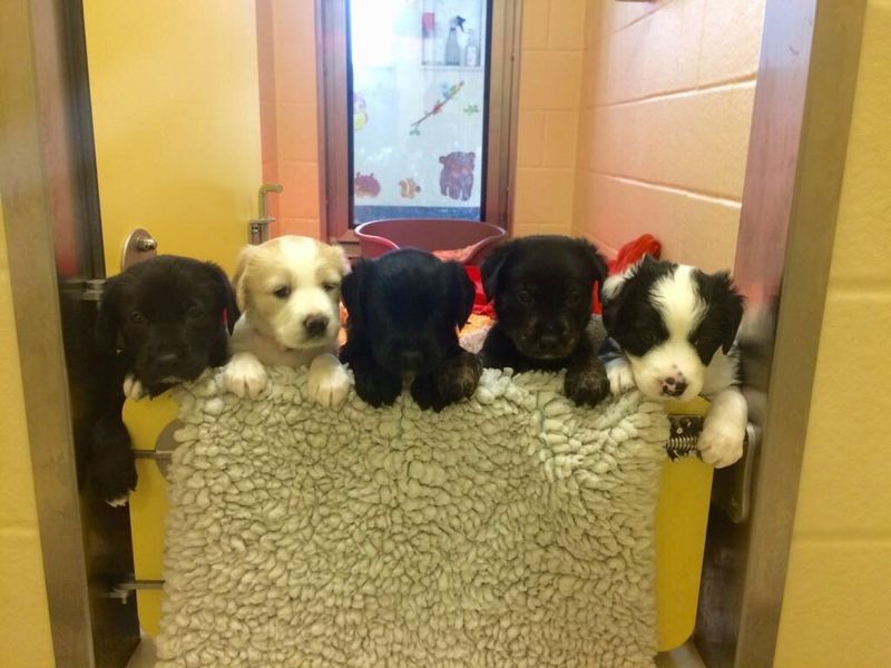 Five puppies all black and white, looking over a gate
