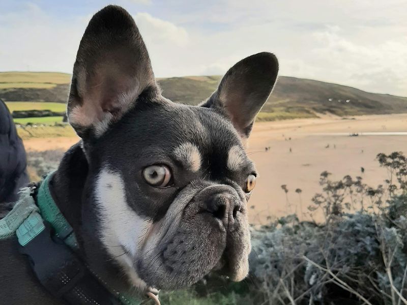 Rocco the French Bulldog visits the beach
