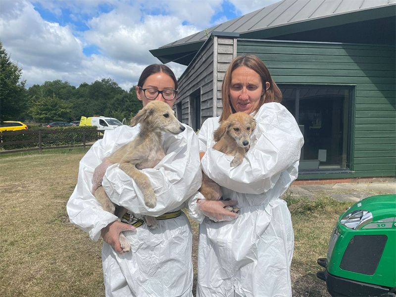 Pickle, Pepper and Pesto when they arrived at the centre