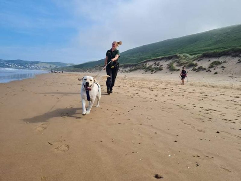 Wilson the Labrador at the beach