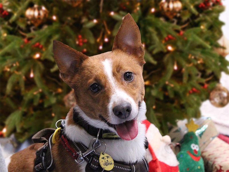 Radish the Terrier smiling in front of a Christmas tree