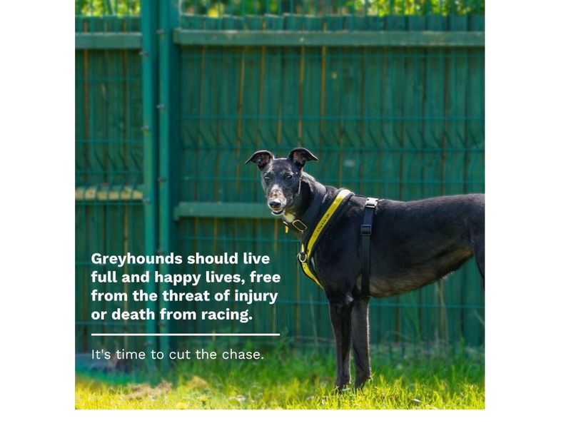 A large, black greyhound standing in a green field. Greyhounds should live full and happy lives, free from the threat of injury or death from racing. It's time to cut the chase.