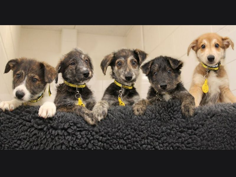 Are Lurchers Good With Other Dogs