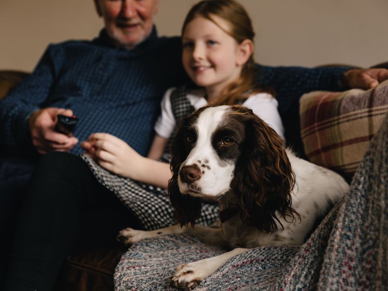 Springer spaniel sitting on a sofa with child and parent