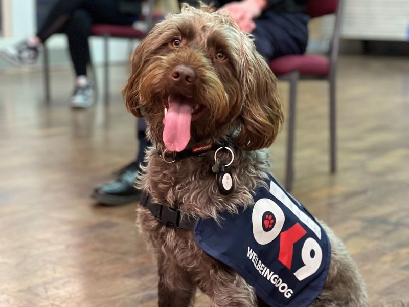 Harley the OK9 national police wellbeing training service mascot dog
