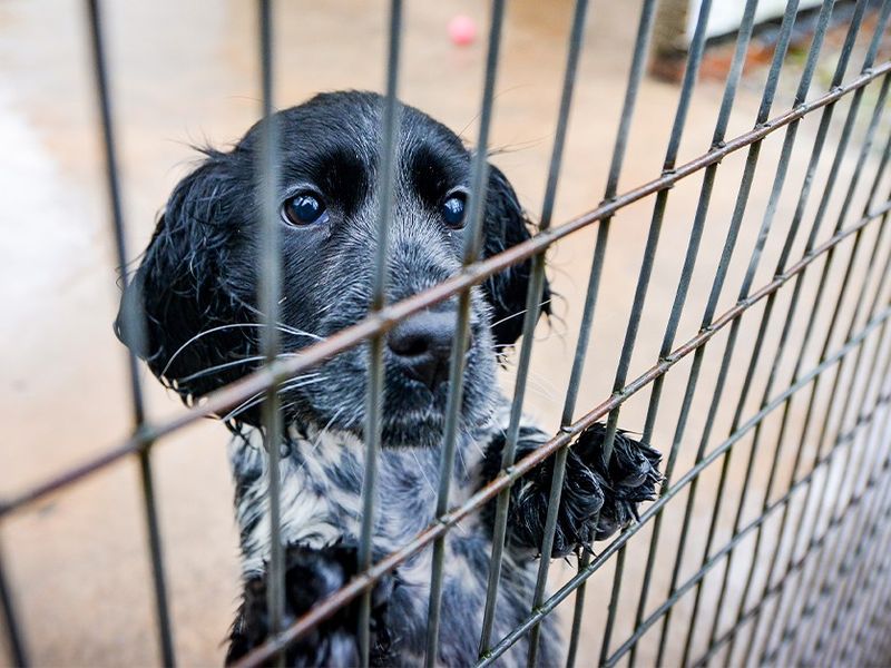 Bring back the Animal Welfare Bill | Campaigns | Dogs Trust