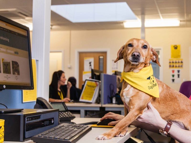 Milly the Dachshund helps out at the contact centre