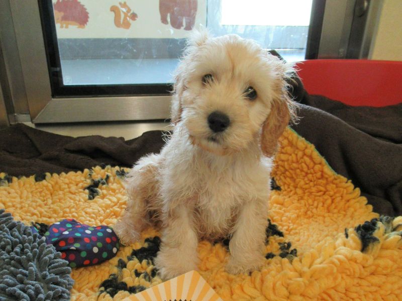 Golden coloured puppy at rehoming centre