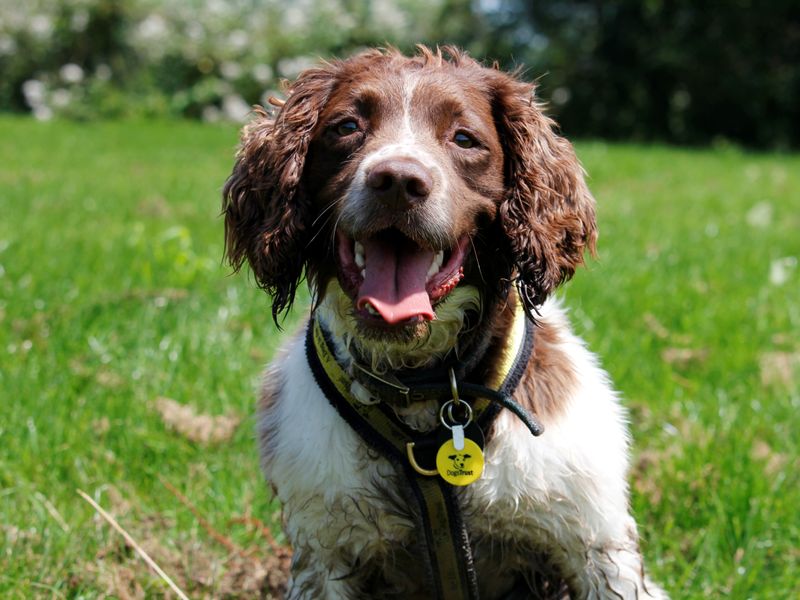 Dogs Trust Cocker Spaniel Dogs For Adoption Near Me Spaniel Mix