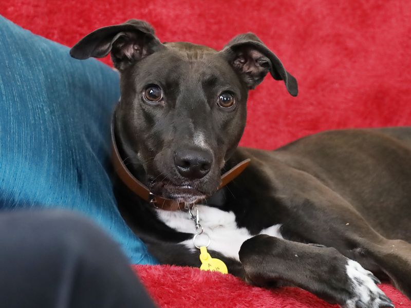 Underdog Beau has made himself at home on his new owners sofa.