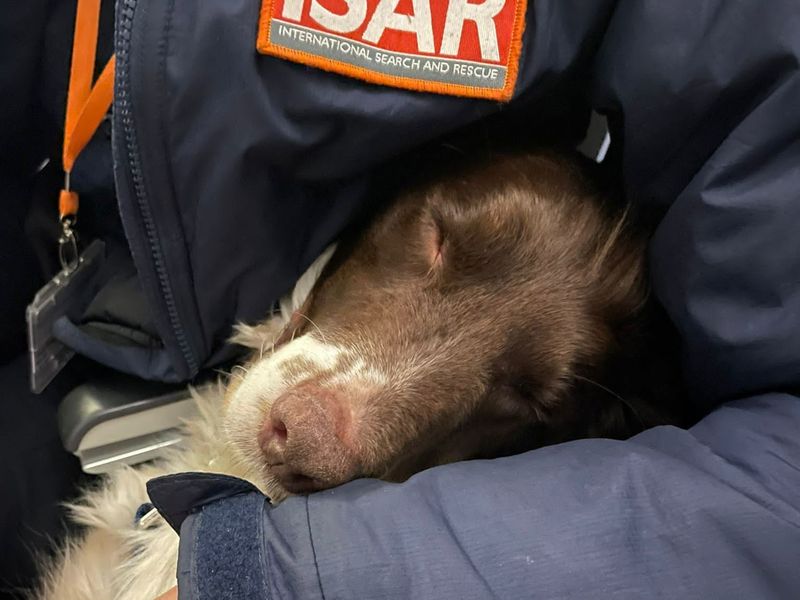 Davey the search and rescue dog of UK fire and rescue service ISAR, helping with the efforts in Turkey, sleeping.