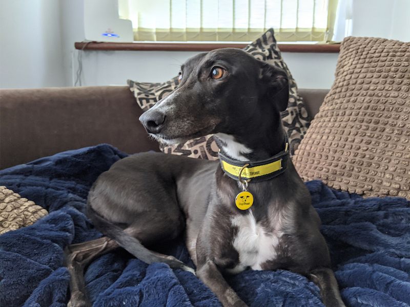 Dora the greyhound sitting on a sofa