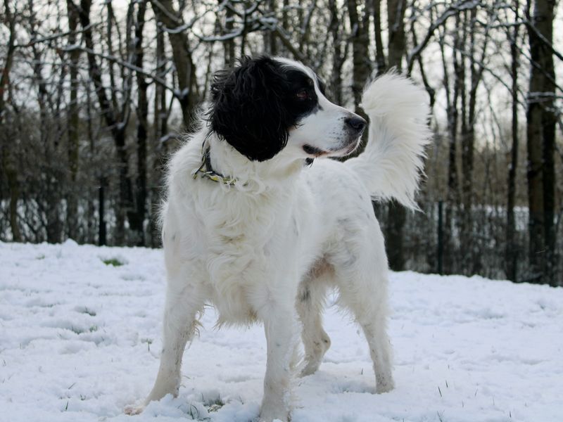 Sponsor dog Zebedee, standing in the snow with a fluffy tail, looking right