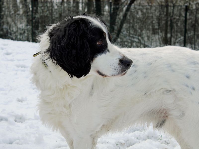 Sponsor dog Zebedee standing side on in the snow and looking right