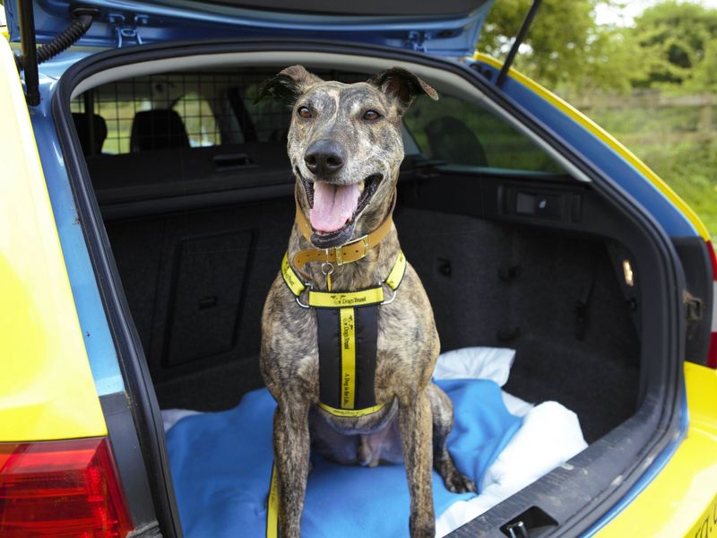 Benny the lurcher sitting in boot of a car with safety grate. 
