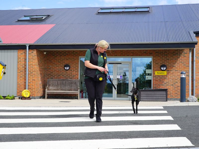 Photo of dog carer and greyhound walking safely across the street, zebra crossing. 