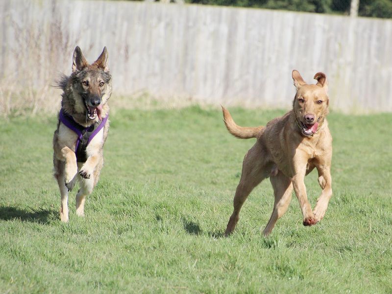 Two large dogs running outside side by side in Leeds rehoming centre. 