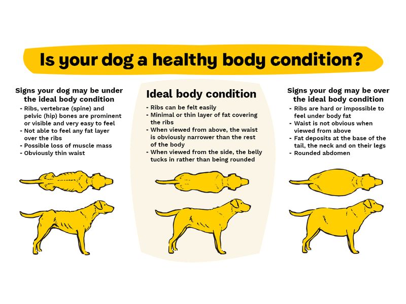 An infographic showing the key indicators of healthy body condition for a dog
