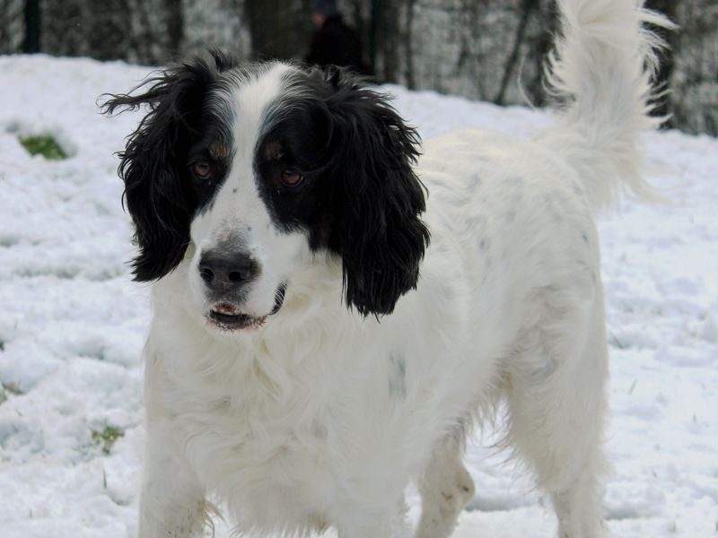 Sponsor Dog Zebedee in snow at rehoming centre