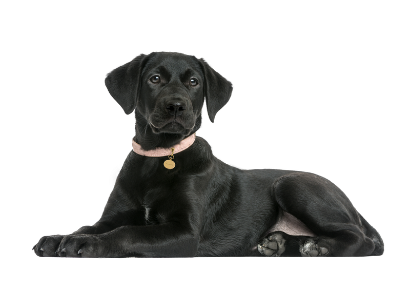 A black labrador lying down