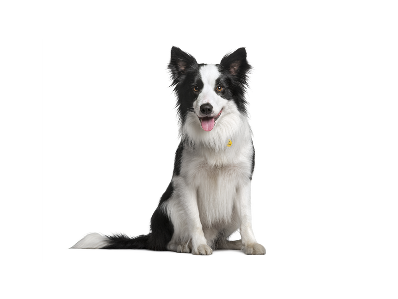 The Best Food for Border Collies