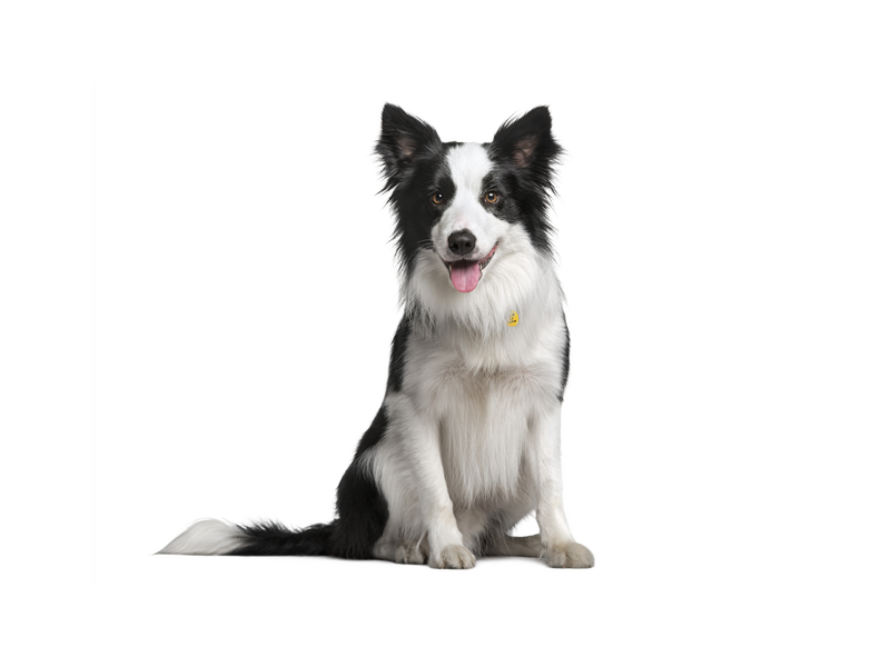 Border Collie Blanc Uni