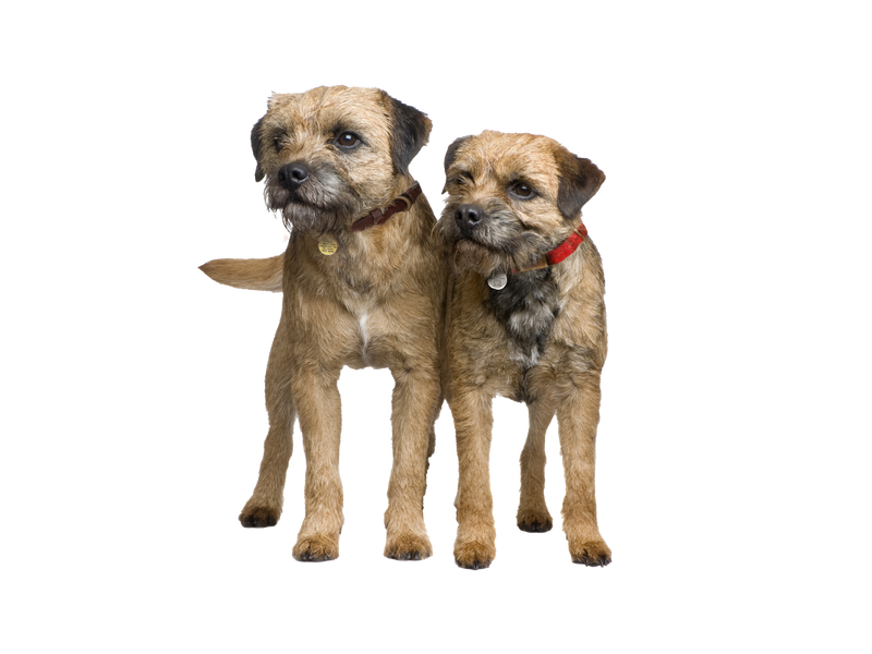 Two Border Terriers