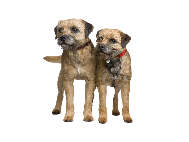 Two Border Terriers