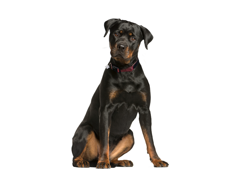 an adult Rottweiler