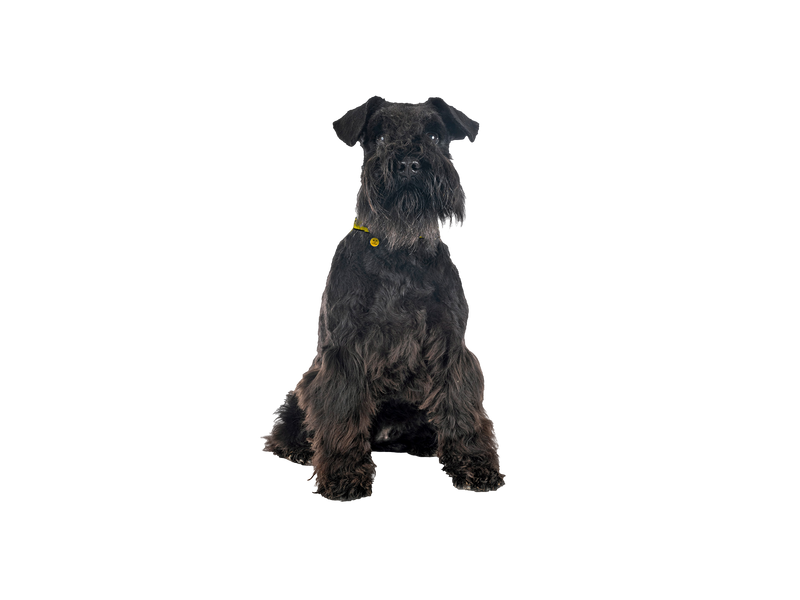 Miniature schnauzer on transparent