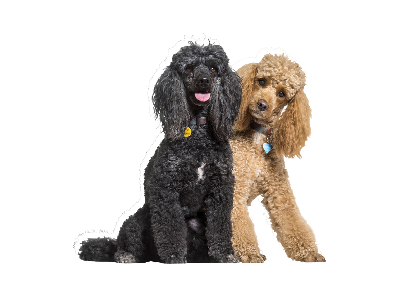 Poodle dog on a transparent background