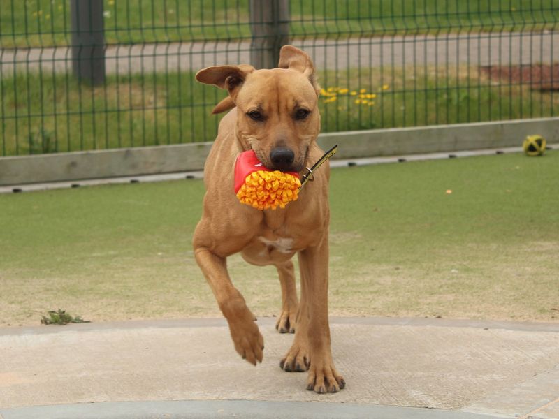 Crossbreed puppy, outside, in enclosed area, running, with a french fries toy in mouth.