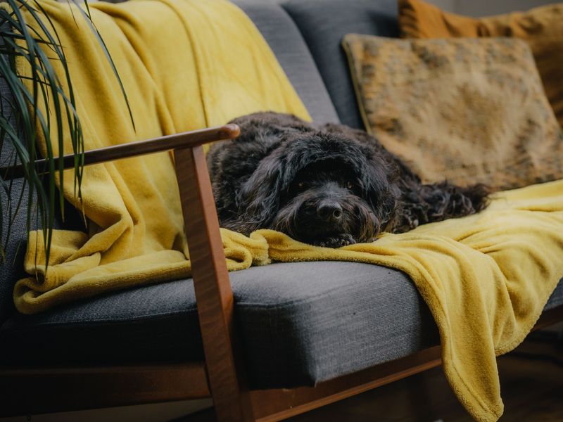 Una the black adult Cockerpoo, laying on a grey sofa with a yellow blanket and beige cushions, looking at the camera. 