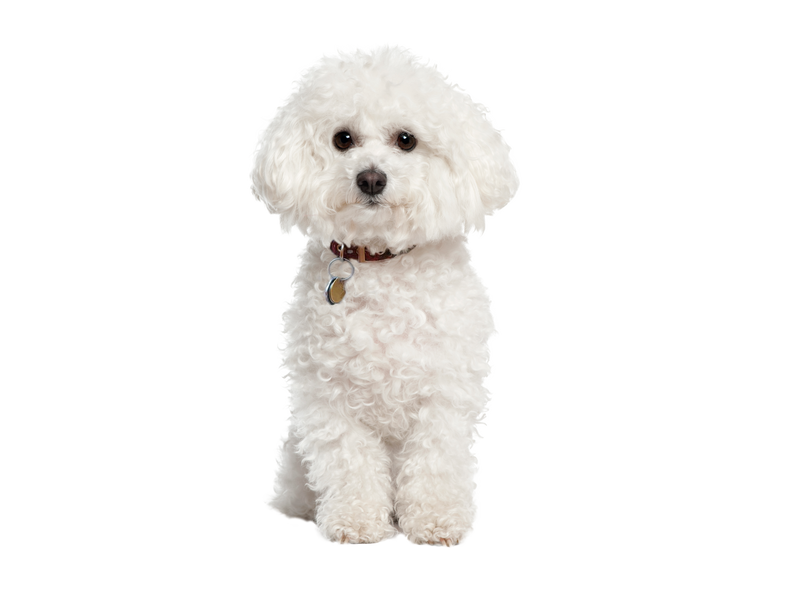 A Bichon Frise