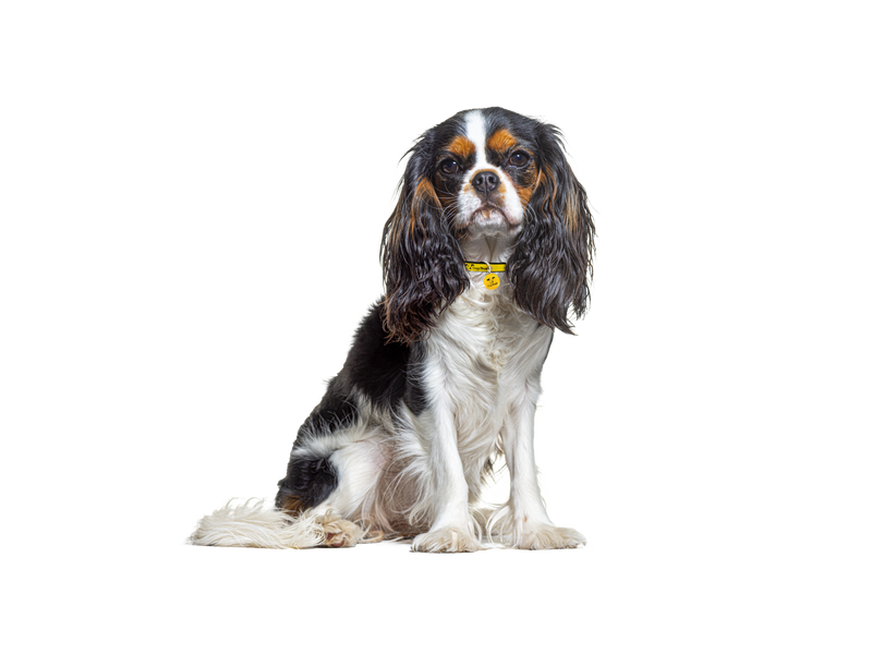 A black and white Cavalier King Charles Spaniel