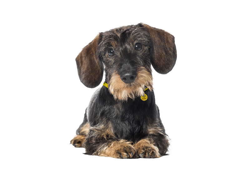 A black and tan Dachshund lying down