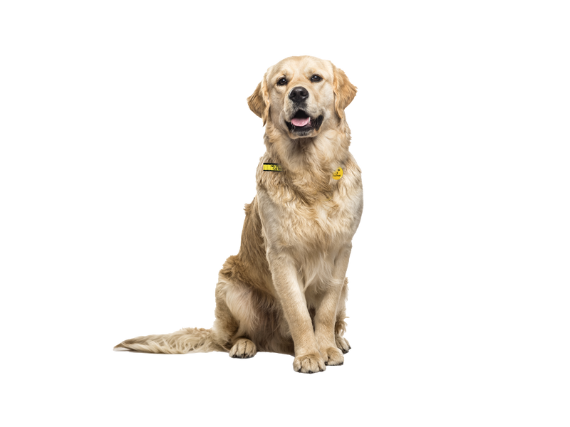 A Golden Retriever sitting down